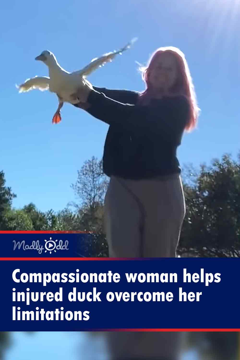 Compassionate woman helps injured duck overcome her limitations