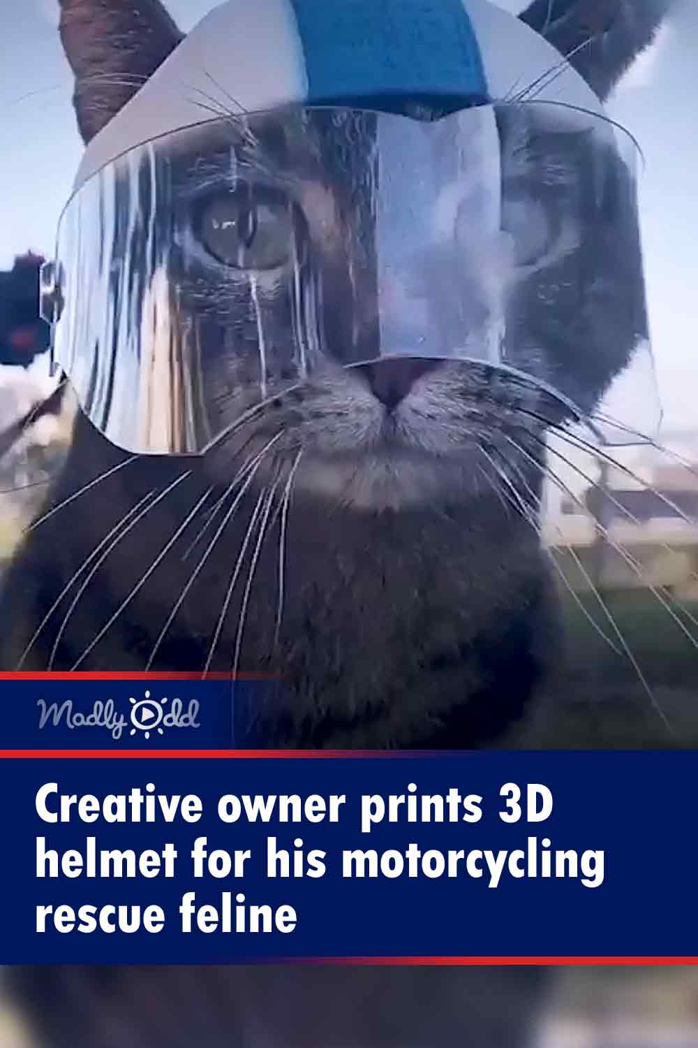 Creative owner prints 3D helmet for his motorcycling rescue feline
