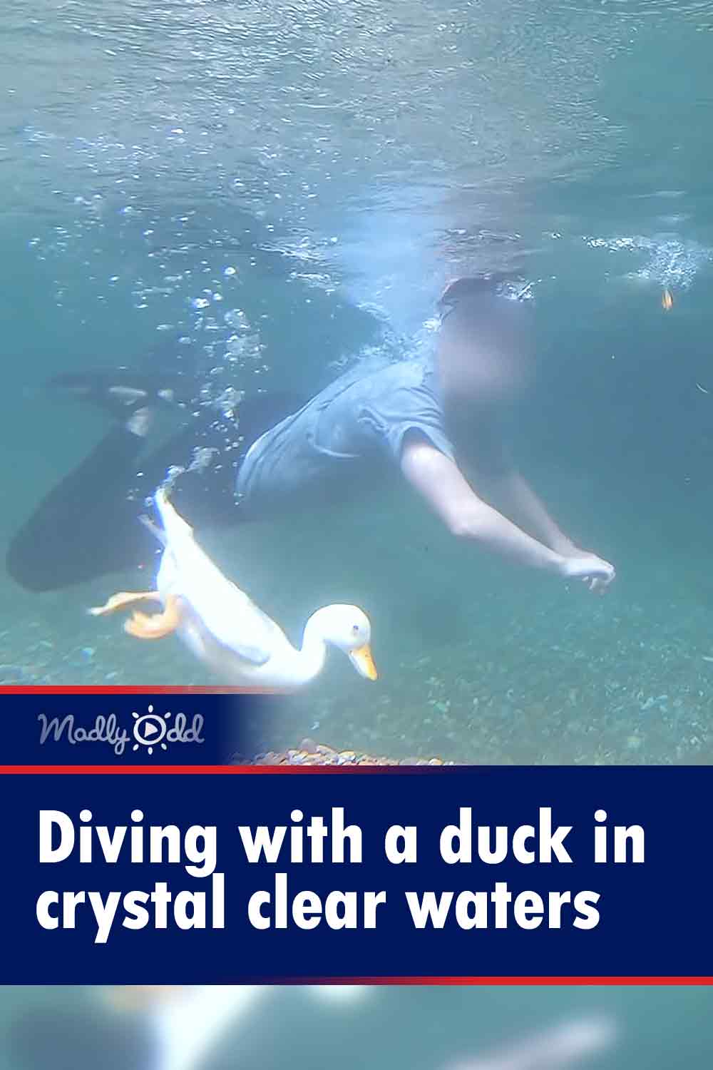 Diving with a duck in crystal clear waters