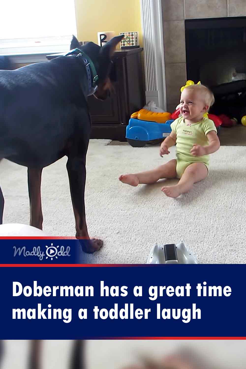 Doberman has a great time making a toddler laugh