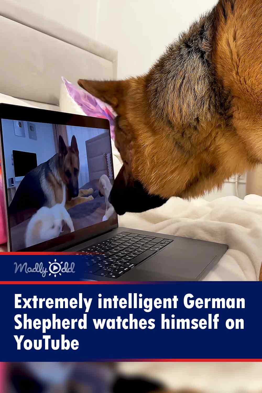 Extremely intelligent German Shepherd watches himself on YouTube