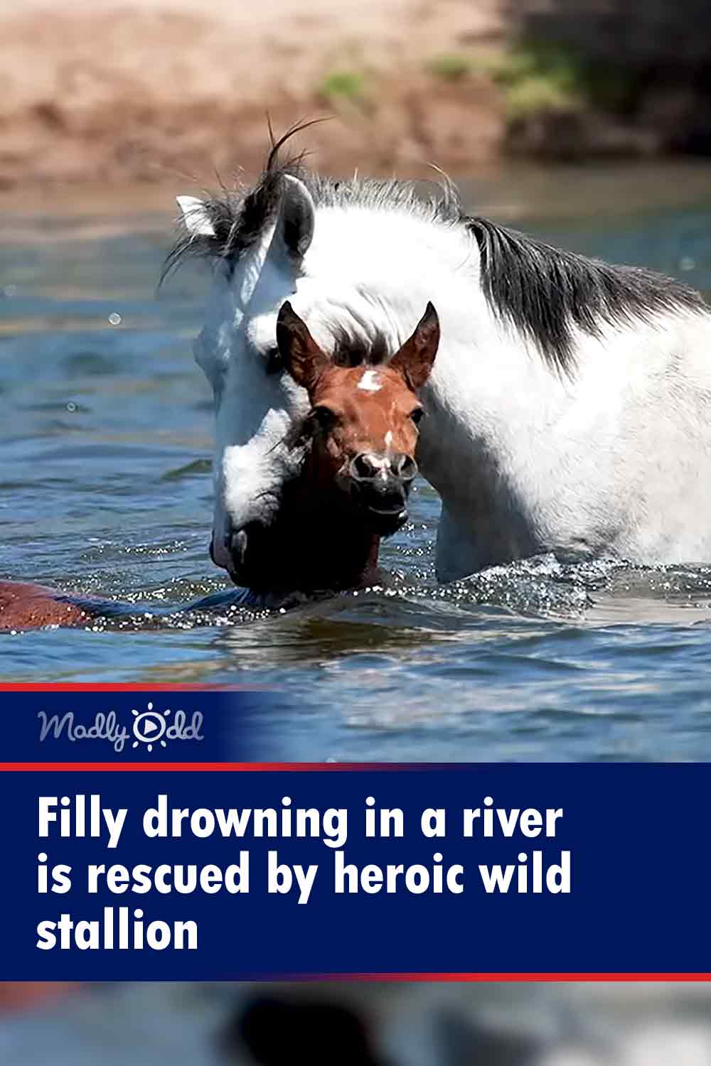 Filly drowning in a river is rescued by heroic wild stallion