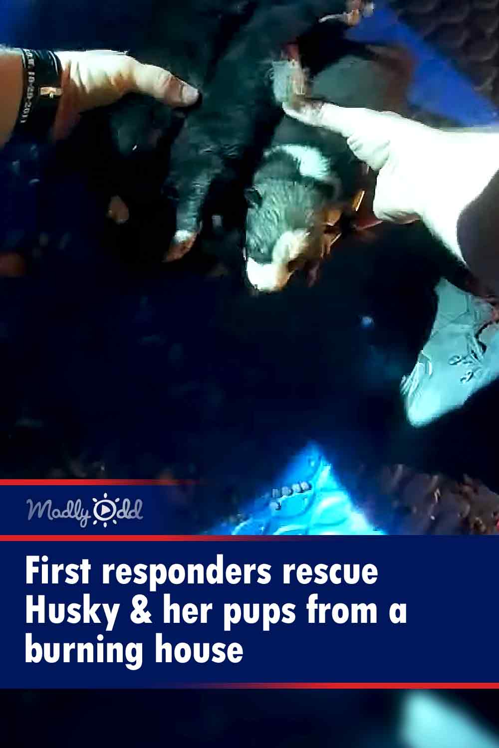 First responders rescue Husky & her pups from a burning house