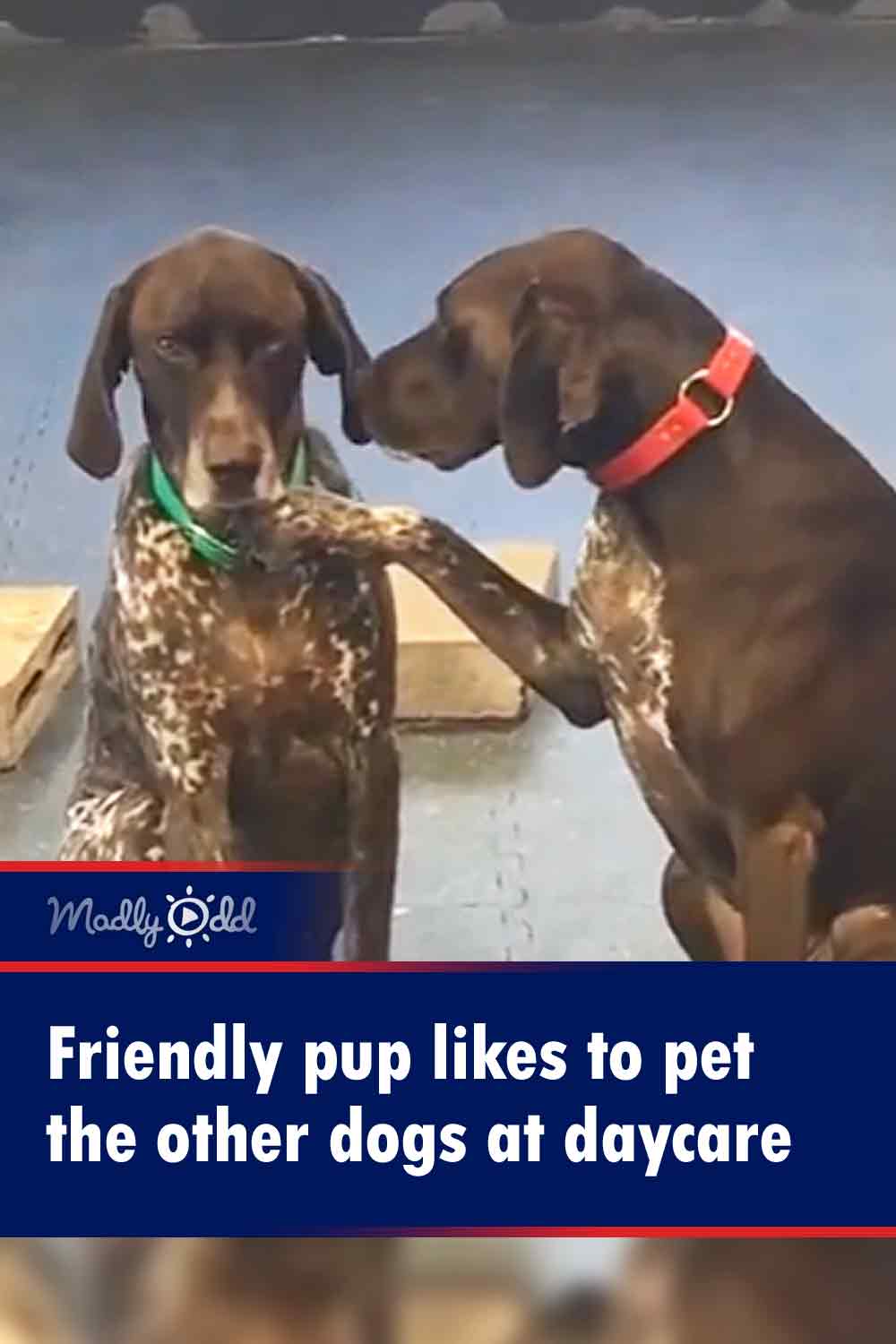 Friendly pup likes to pet the other dogs at daycare