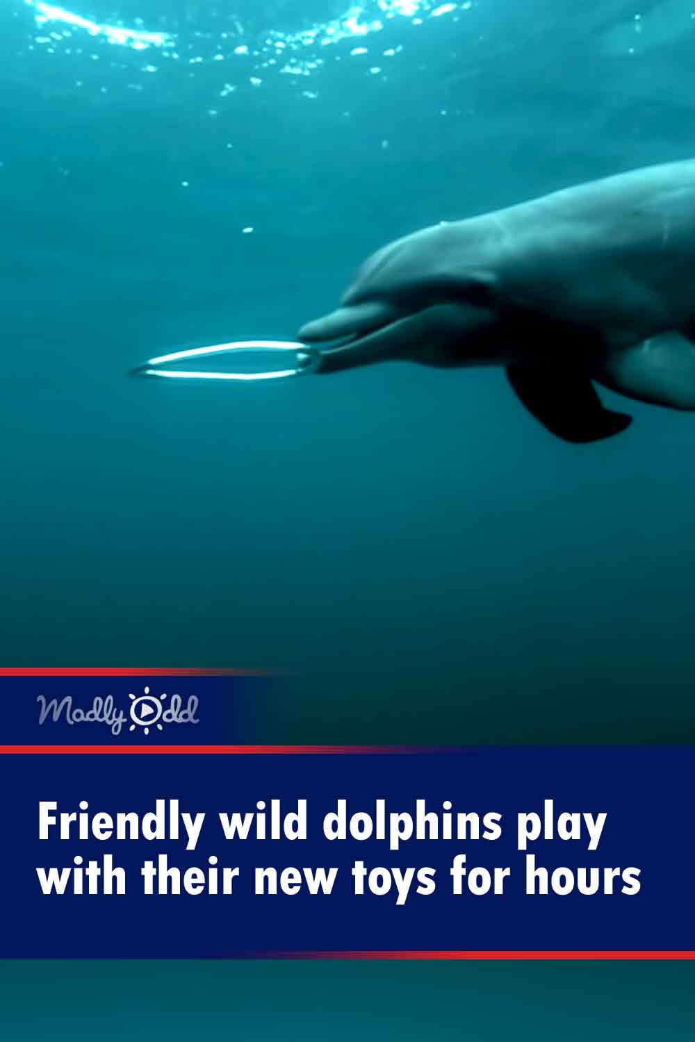 Friendly wild dolphins play with their new toys for hours