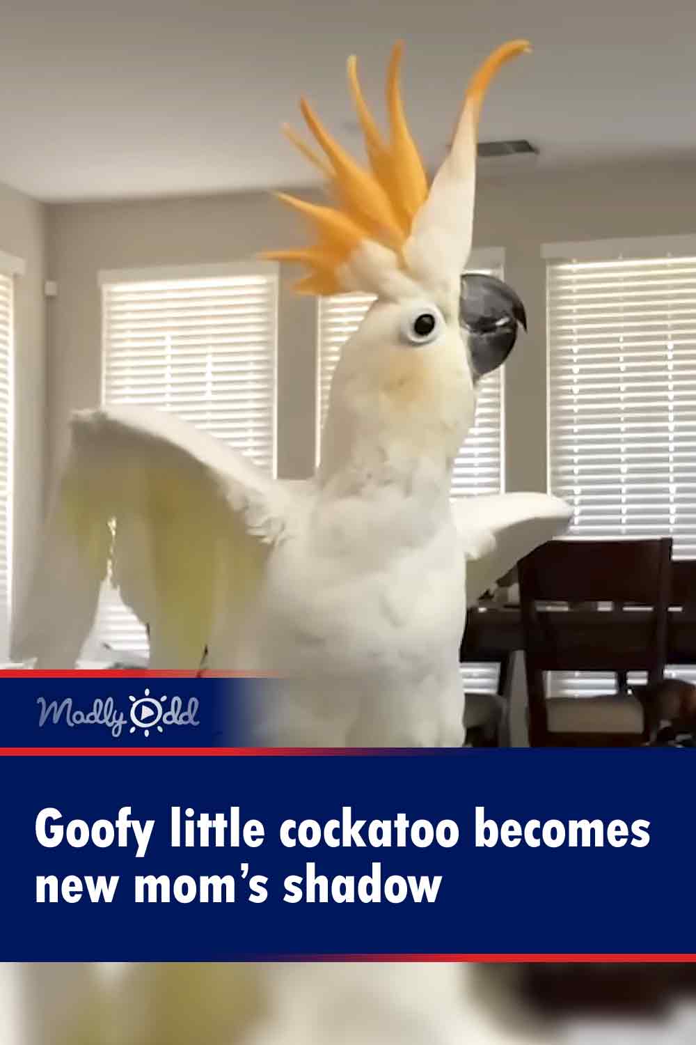 Goofy little cockatoo becomes new mom’s shadow