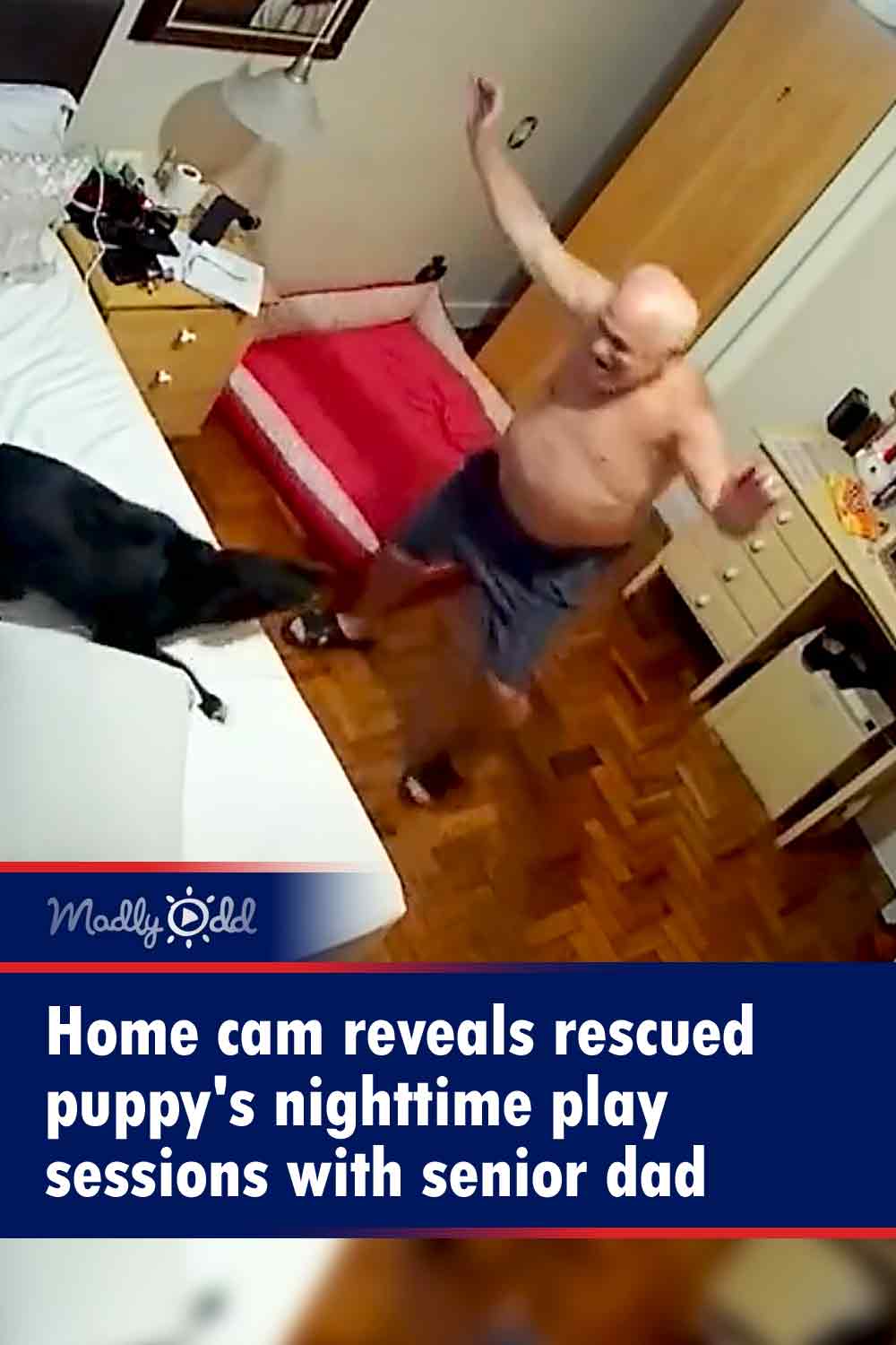 Home cam reveals rescued puppy\'s nighttime play sessions with senior dad