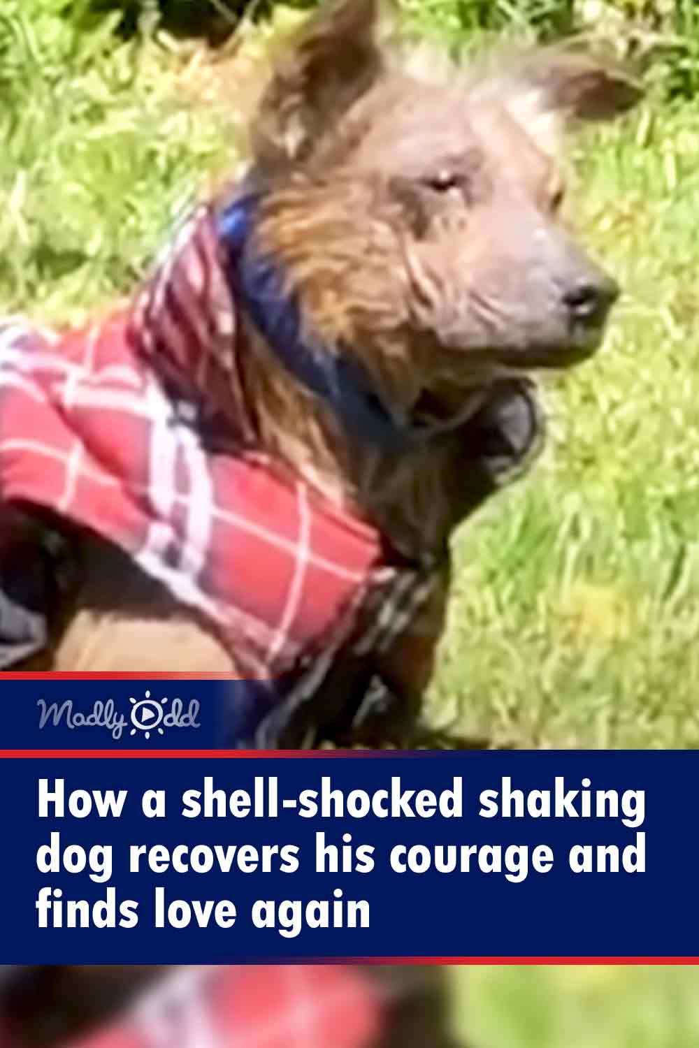 How a shell-shocked shaking dog recovers his courage and finds love again