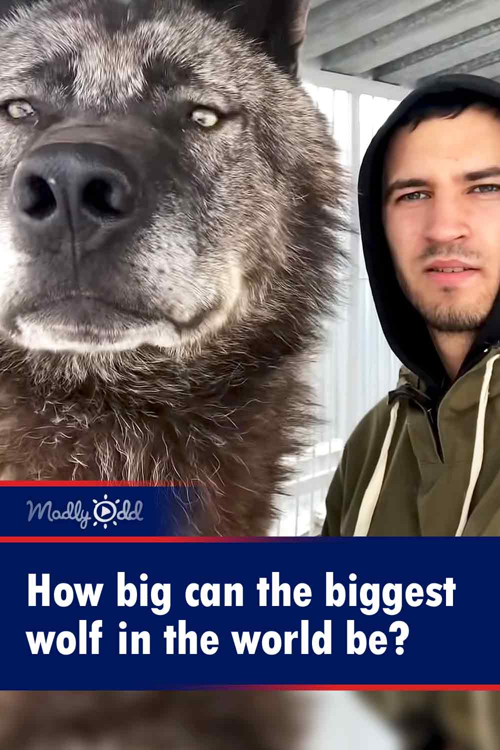 How big can the biggest wolf in the world be?