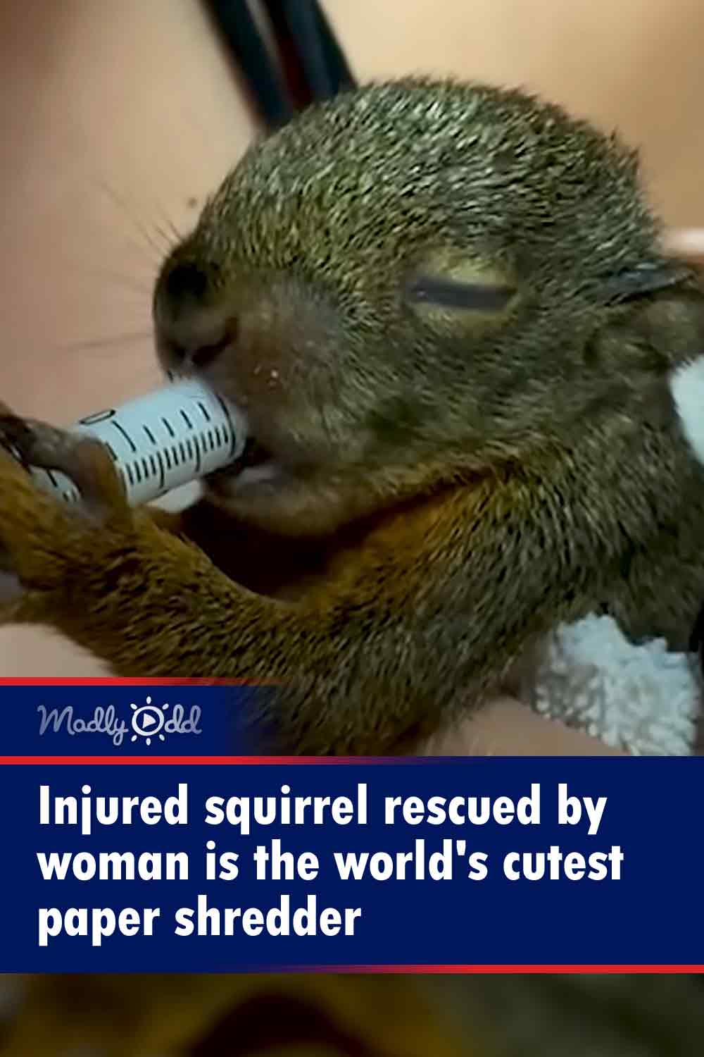 Injured squirrel rescued by woman is the world\'s cutest paper shredder