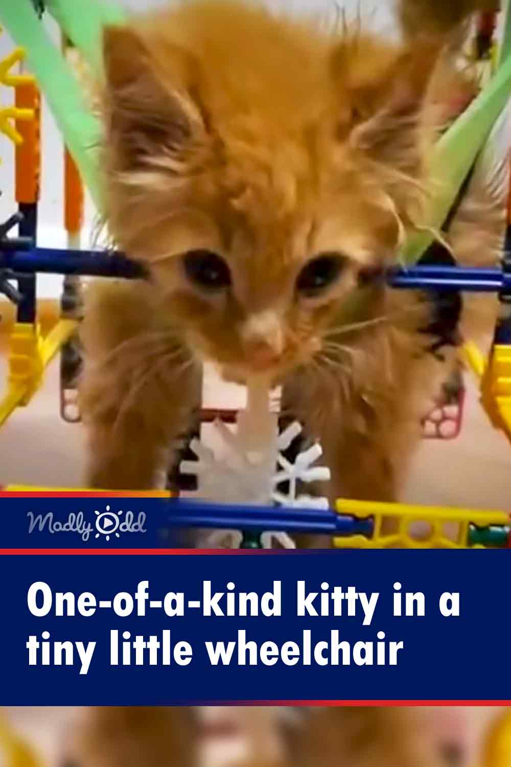 One-of-a-kind kitty in a tiny little wheelchair