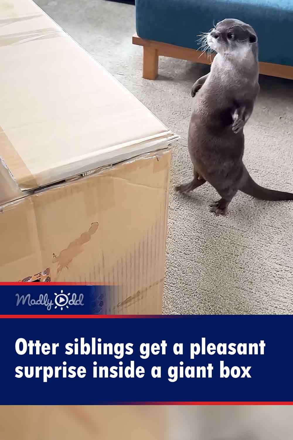 Otter siblings get a pleasant surprise inside a giant box
