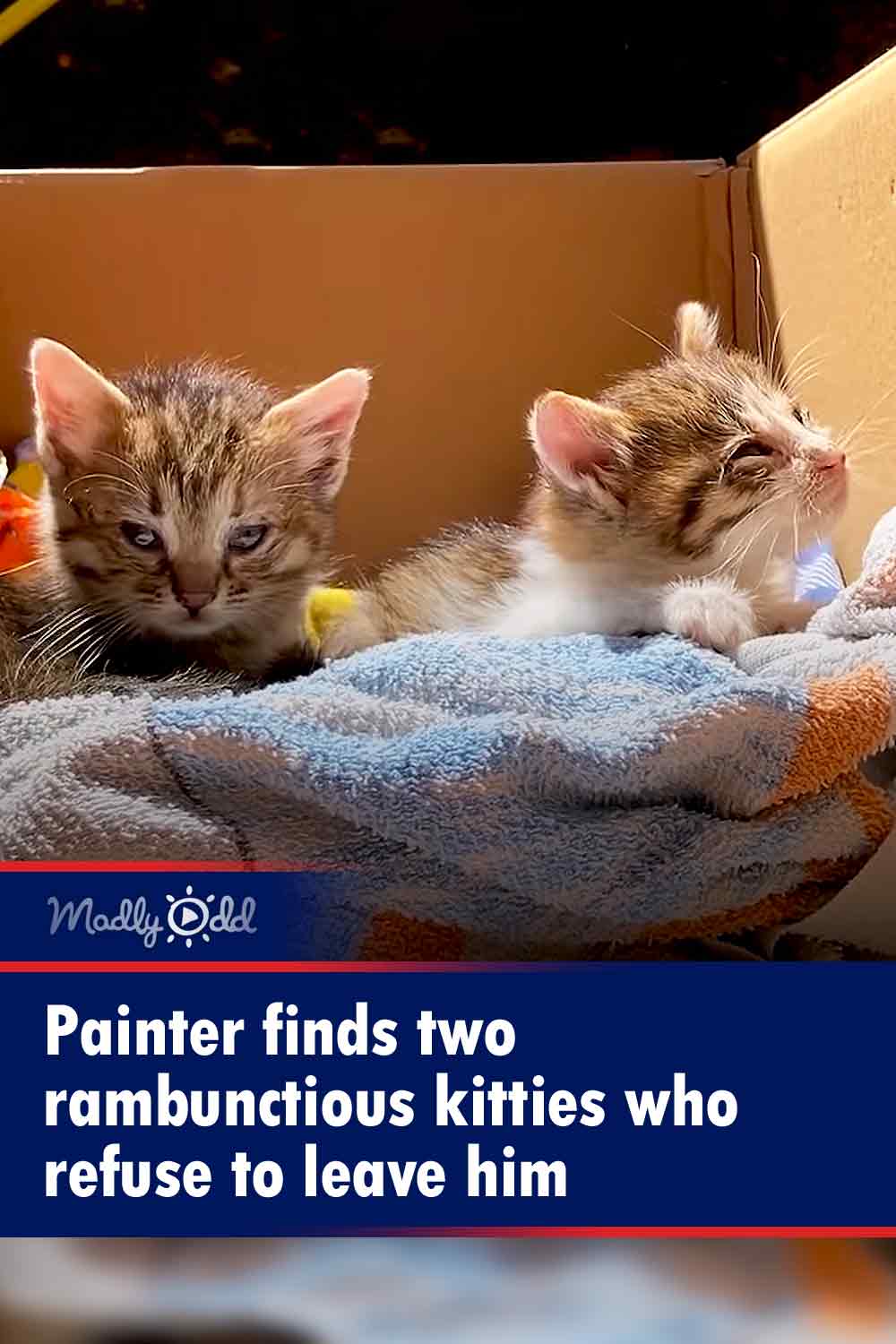 Painter finds two rambunctious kitties who refuse to leave him
