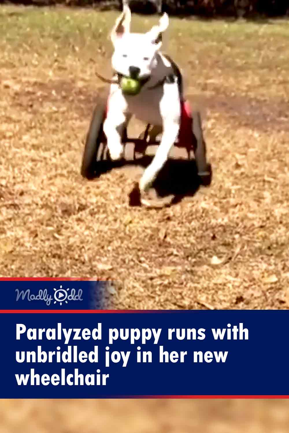 Paralyzed puppy runs with unbridled joy in her new wheelchair
