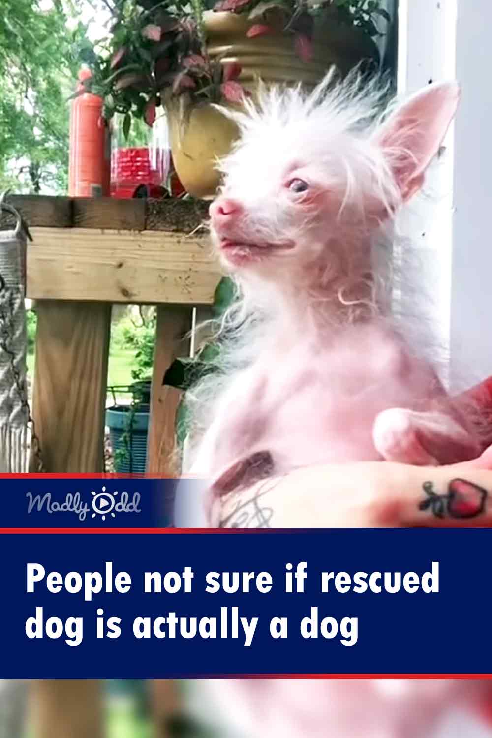 People not sure if rescued dog is actually a dog