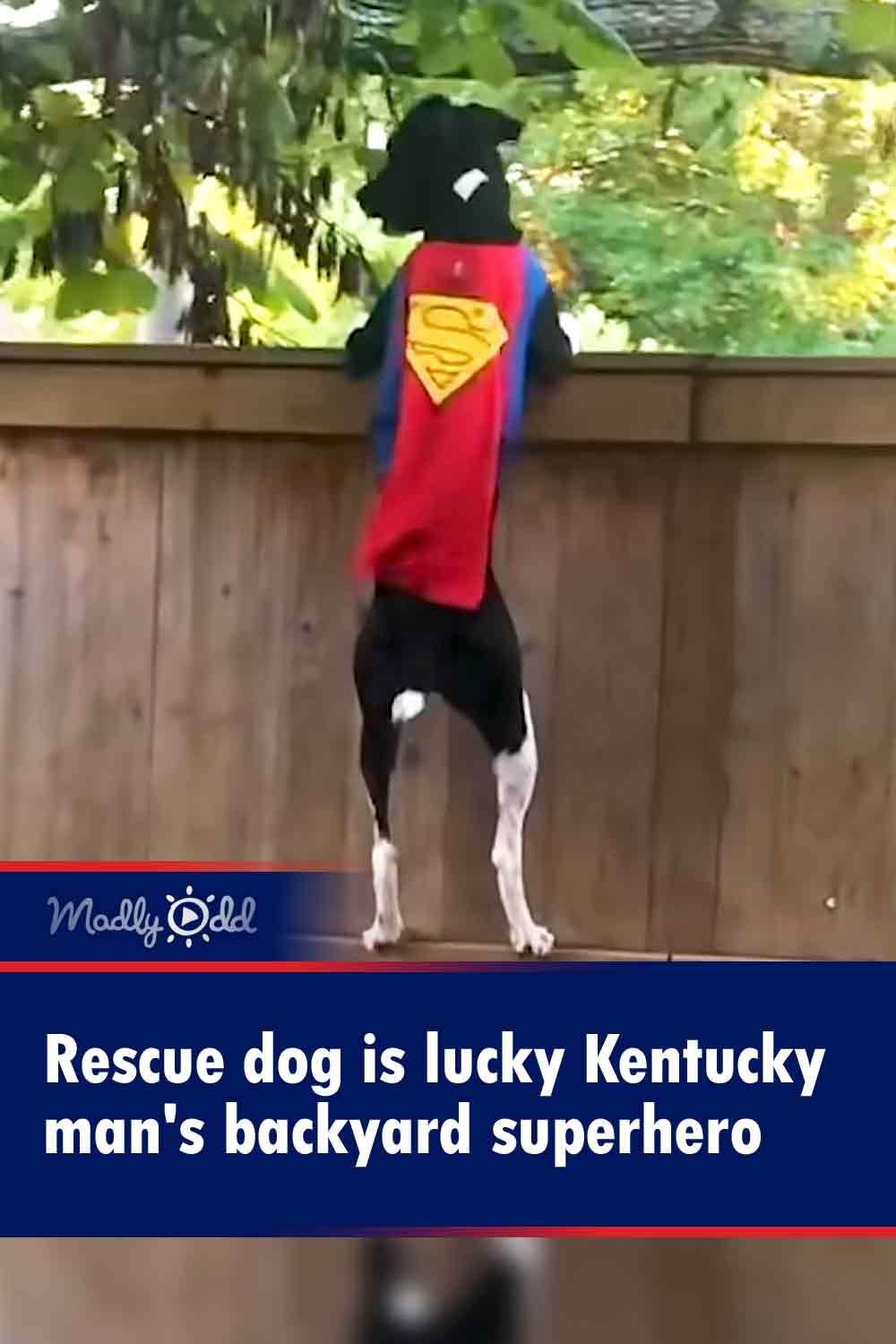 Rescue dog is lucky Kentucky man\'s backyard superhero