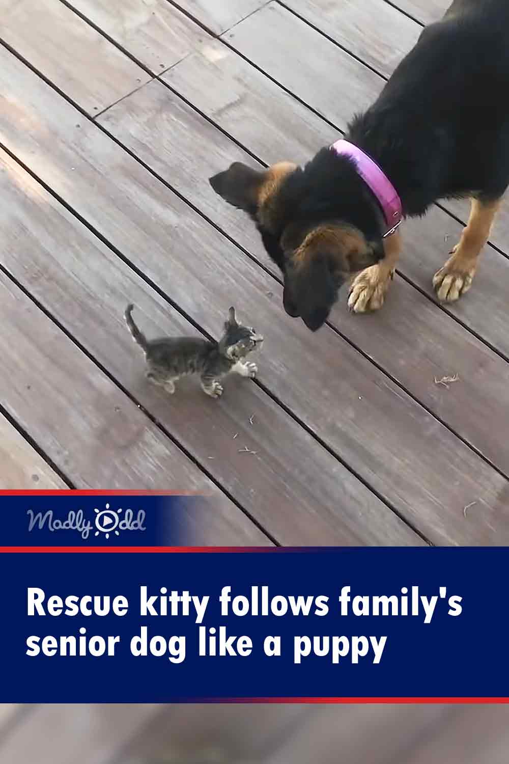 Rescue kitty follows family\'s senior dog like a puppy