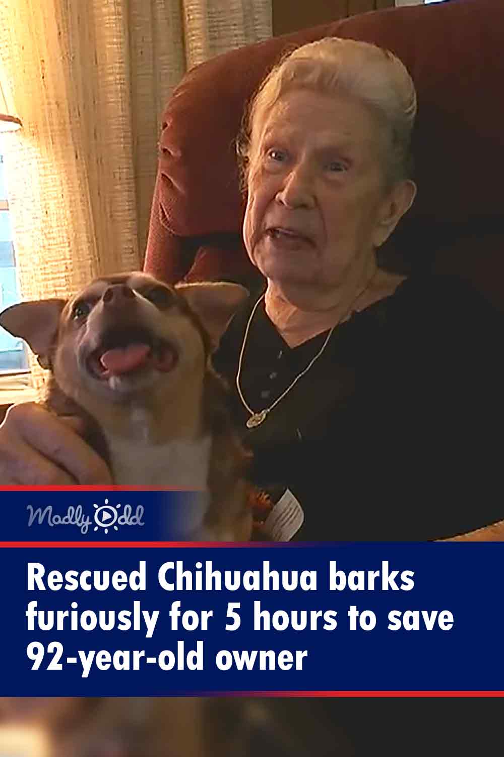 Rescued Chihuahua barks furiously for 5 hours to save 92-year-old owner
