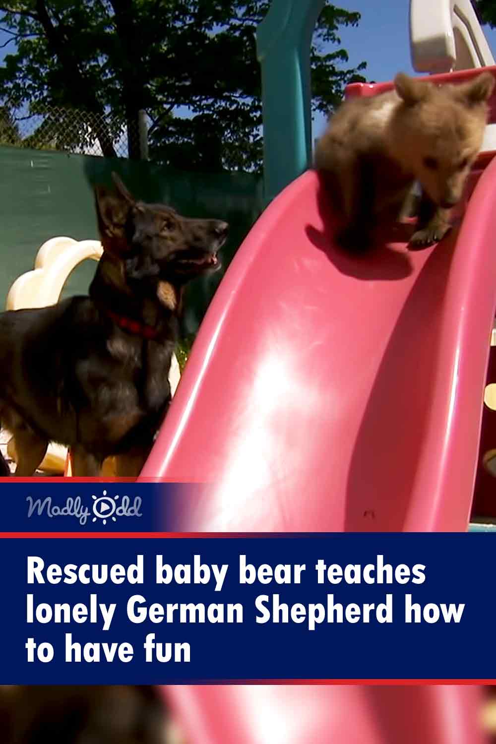 Rescued baby bear teaches lonely German Shepherd how to have fun