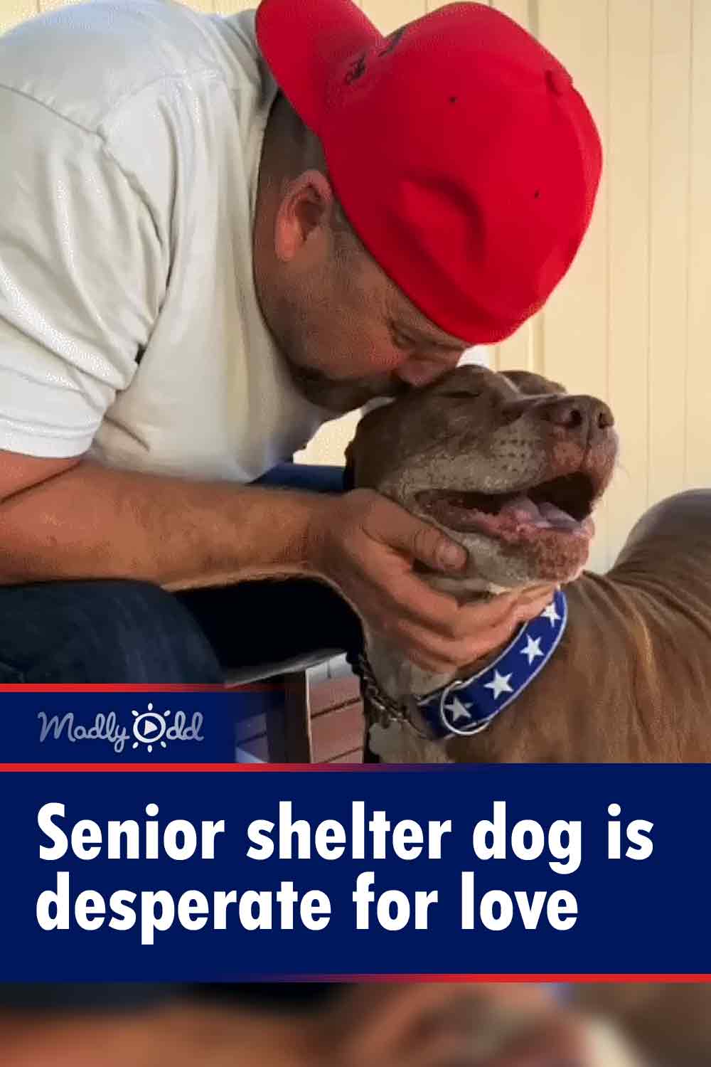 Senior shelter dog is desperate for love