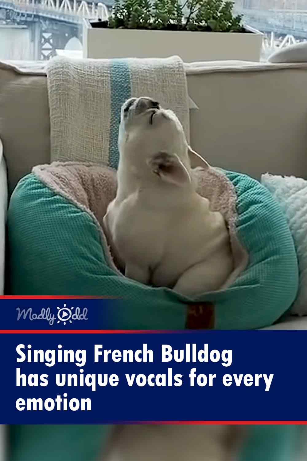 Singing French Bulldog has unique vocals for every emotion