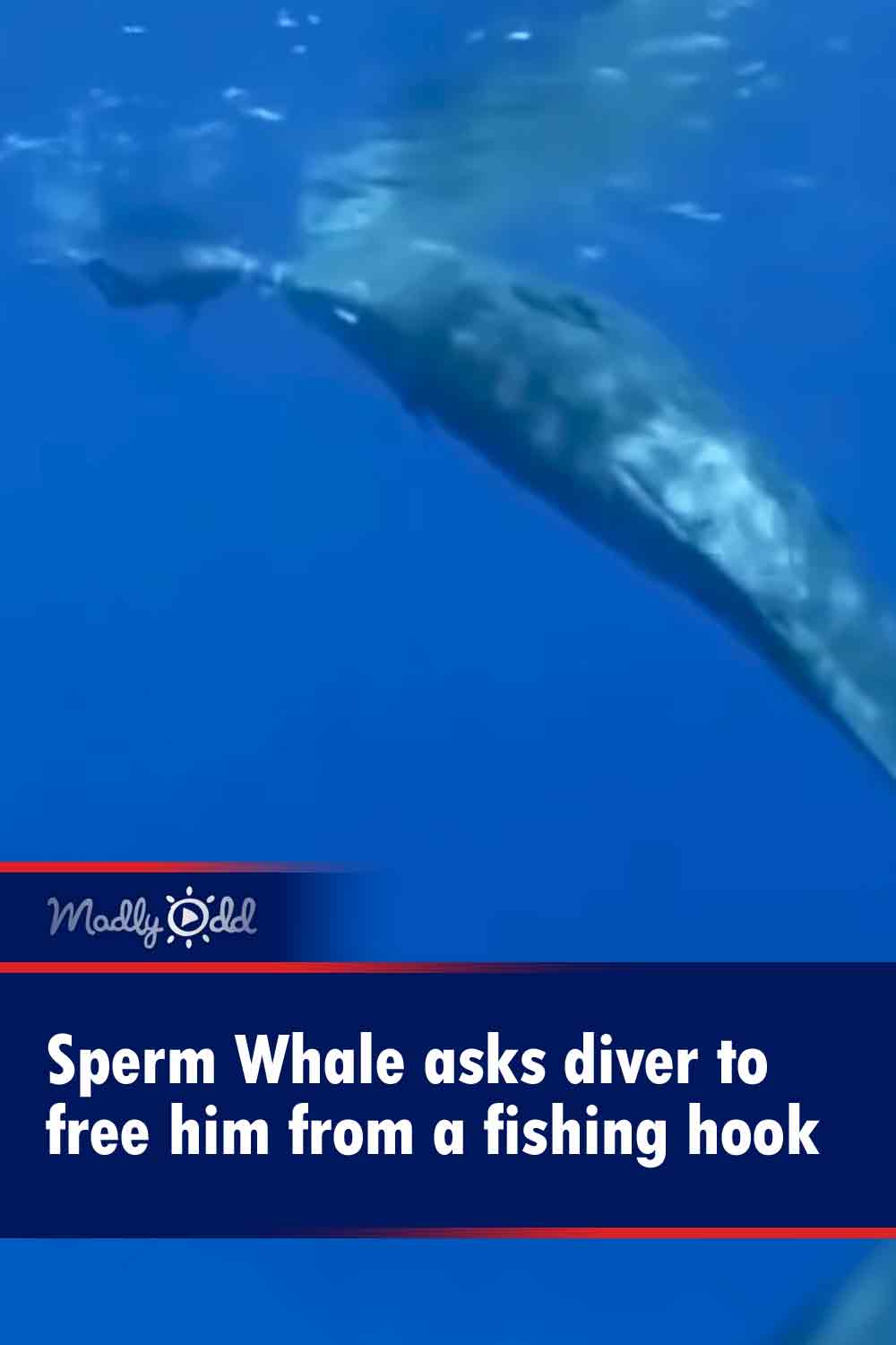 Sperm Whale asks diver to free him from a fishing hook