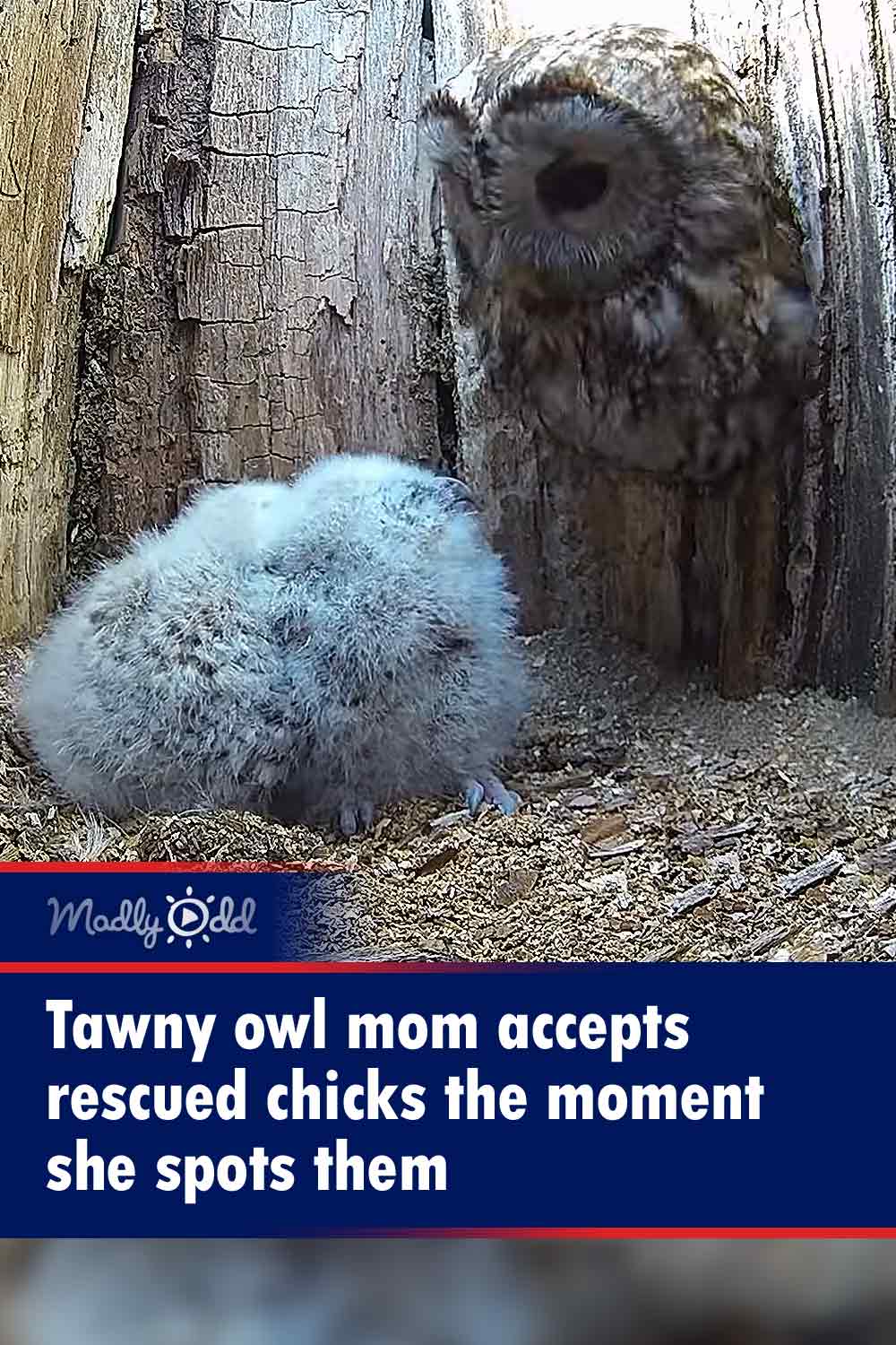 Tawny owl mom accepts rescued chicks the moment she spots them