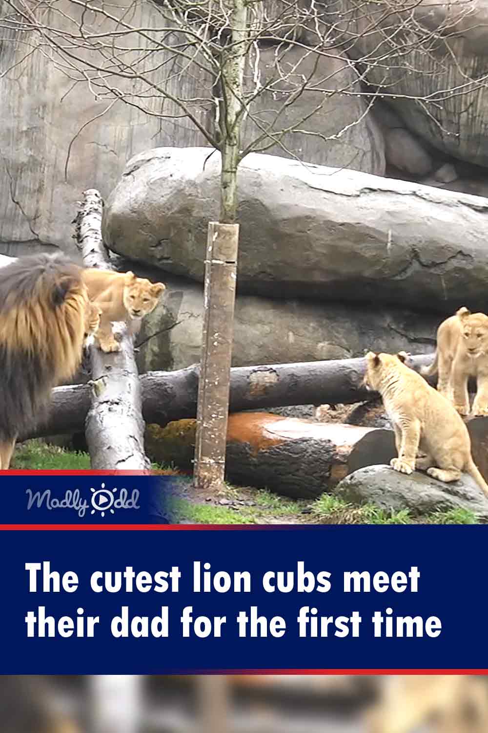 The cutest lion cubs meet their dad for the first time