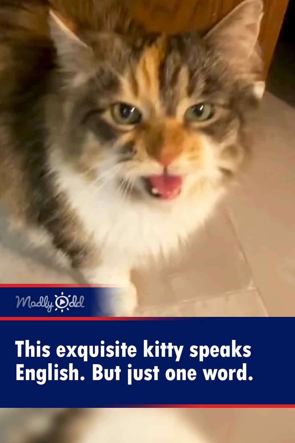 This exquisite kitty speaks English. But just one word.