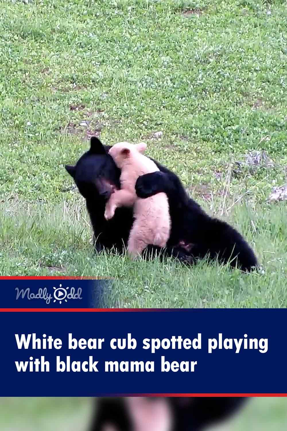White bear cub spotted playing with black mama bear