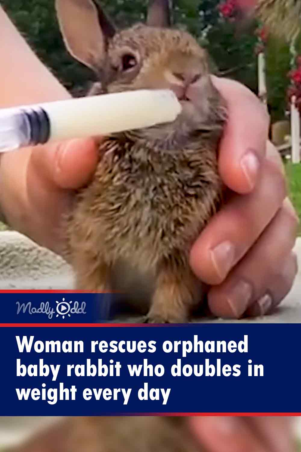 Woman rescues orphaned baby rabbit who doubles in weight every day