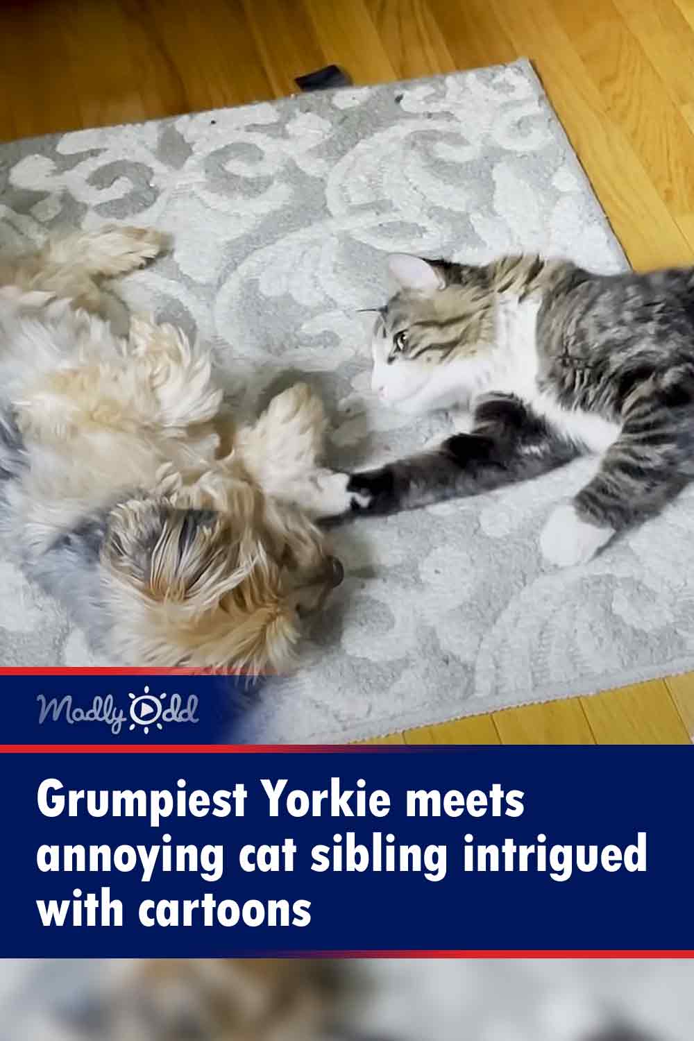 Grumpiest Yorkie meets annoying cat sibling intrigued with cartoons