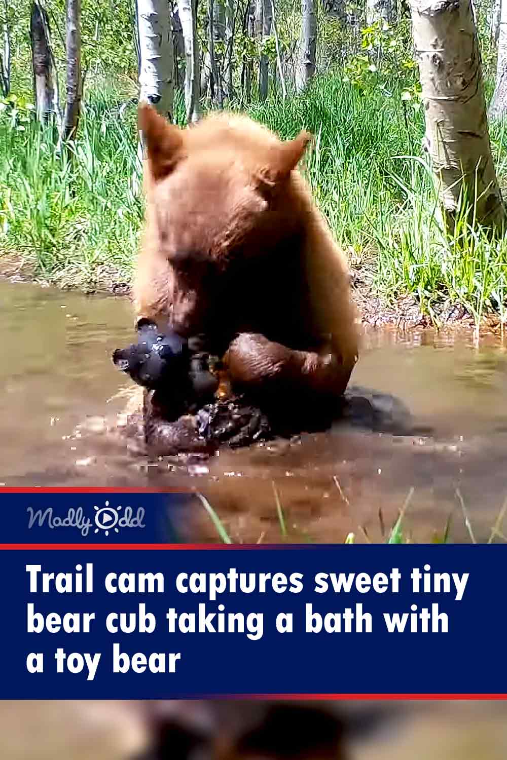 Trail cam captures sweet tiny bear cub taking a bath with a toy bear