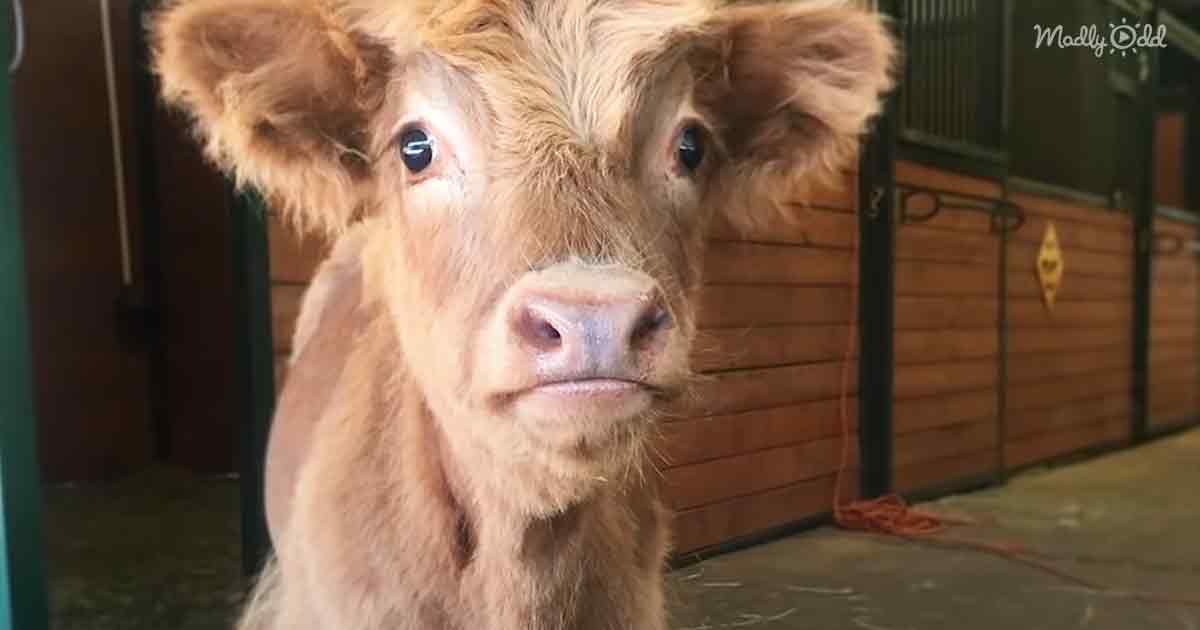 Orphaned baby cow