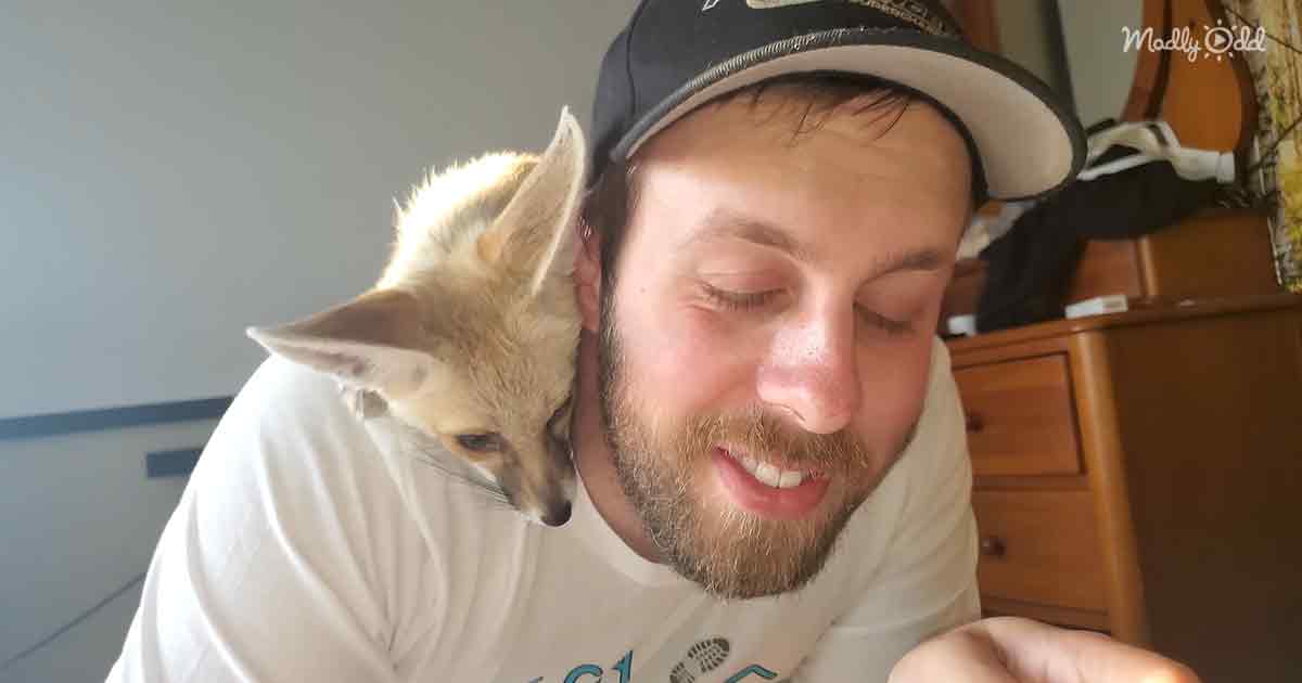 Pet fox and human dad
