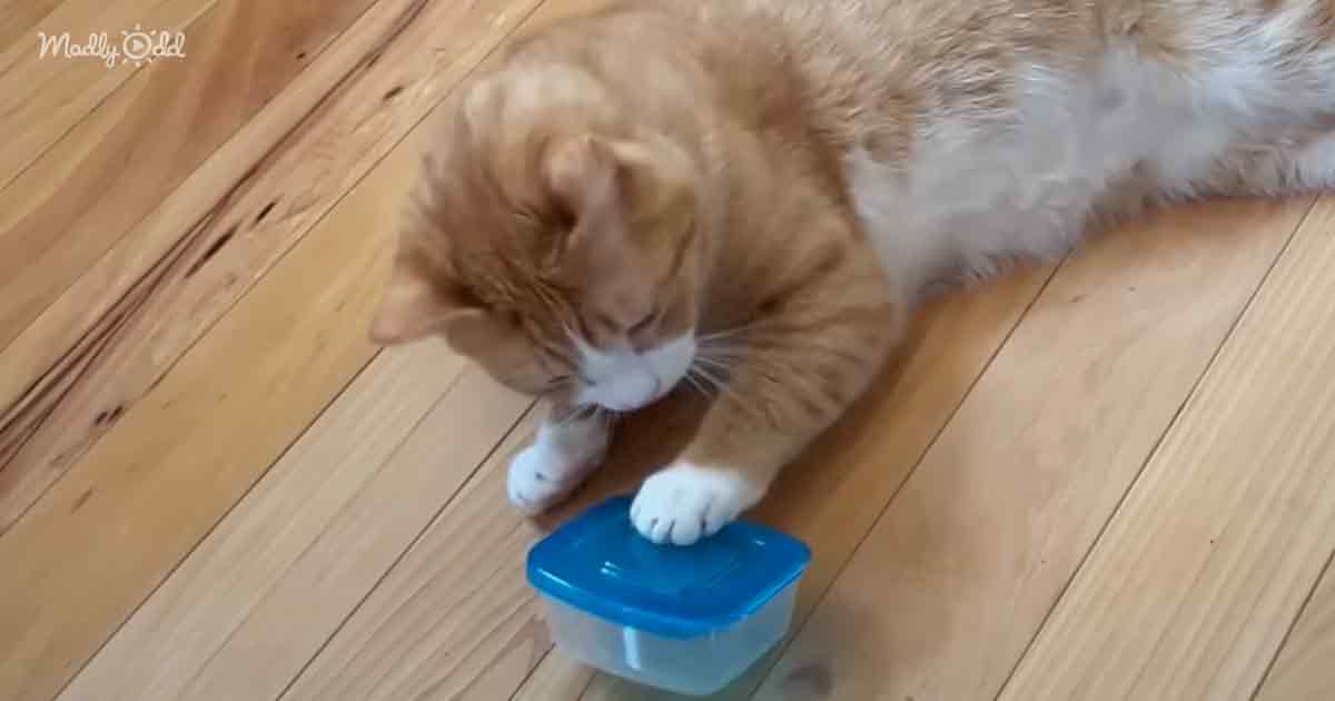 Cat obsessed with Tupperware