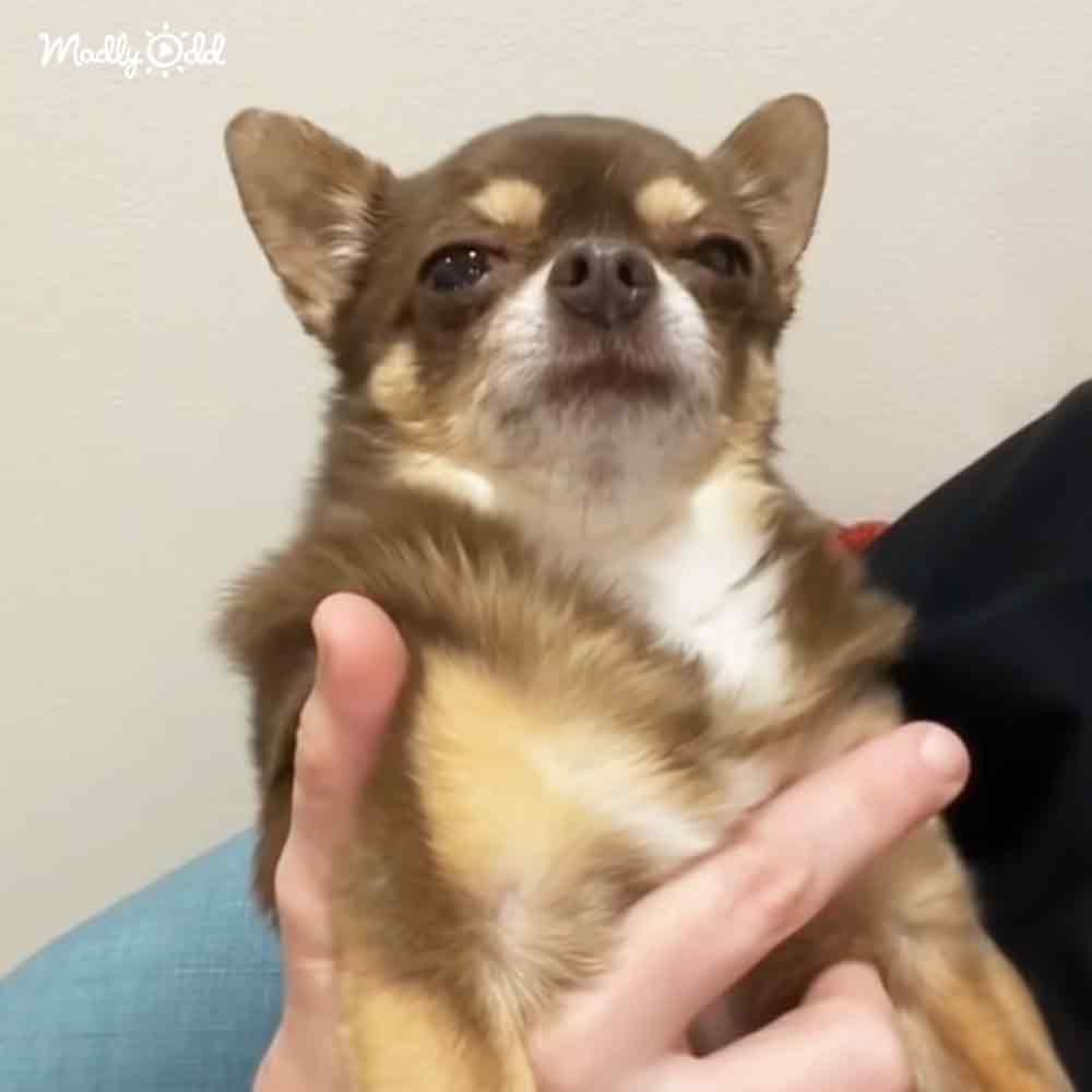 Adorable Chihuahua