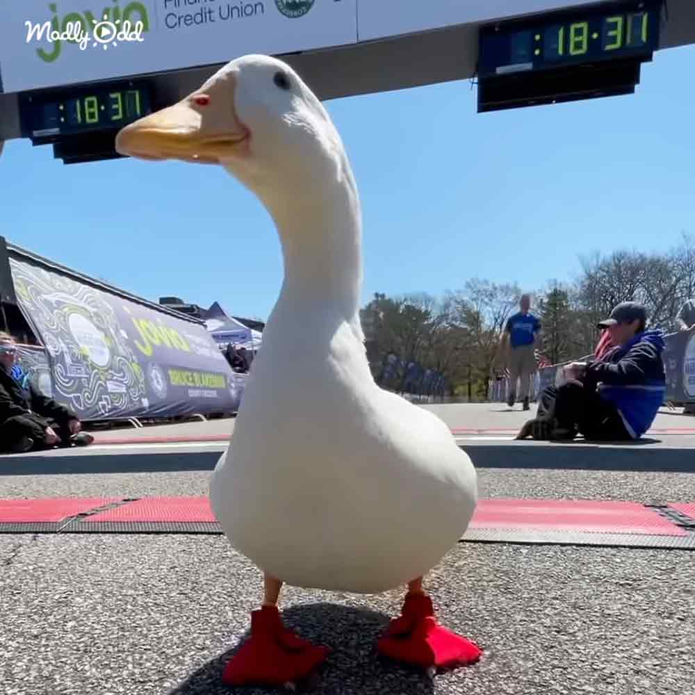 Duck running marathon