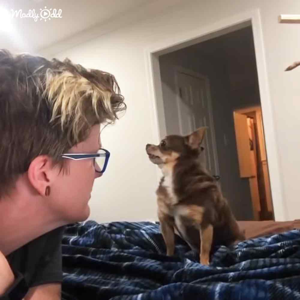 Adorable Chihuahua