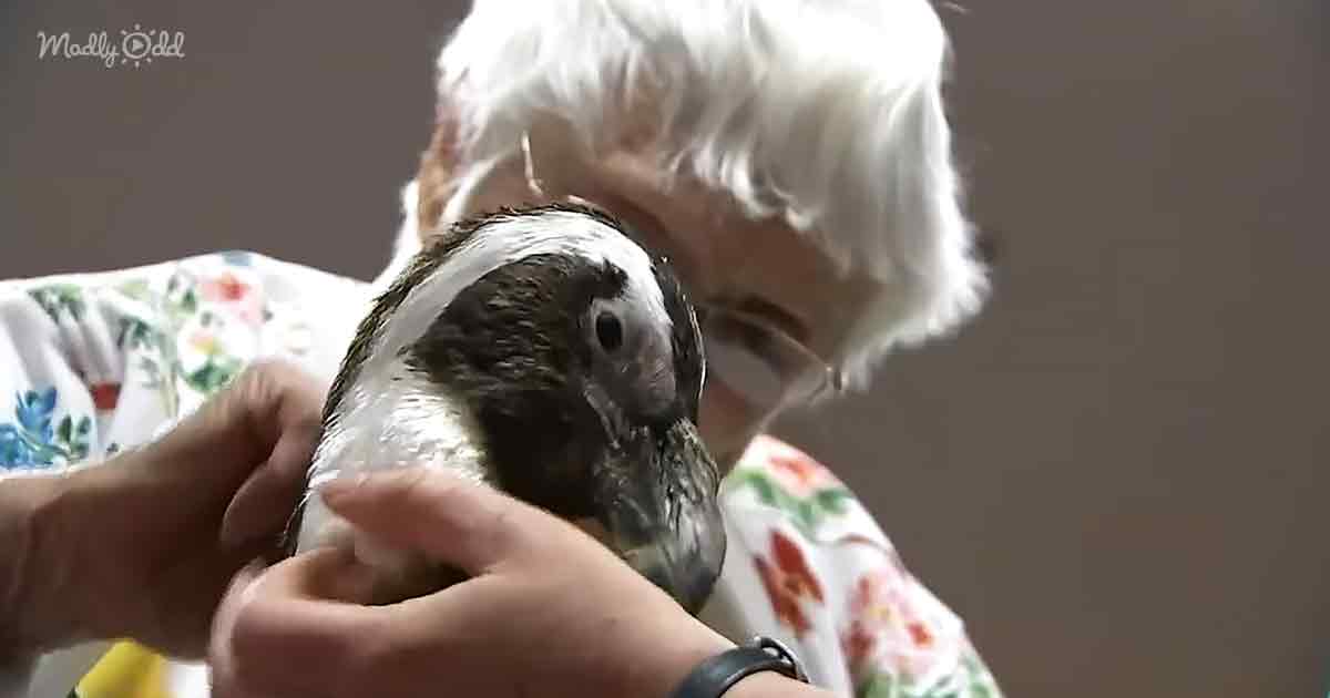 104-year-old woman meet a penguin
