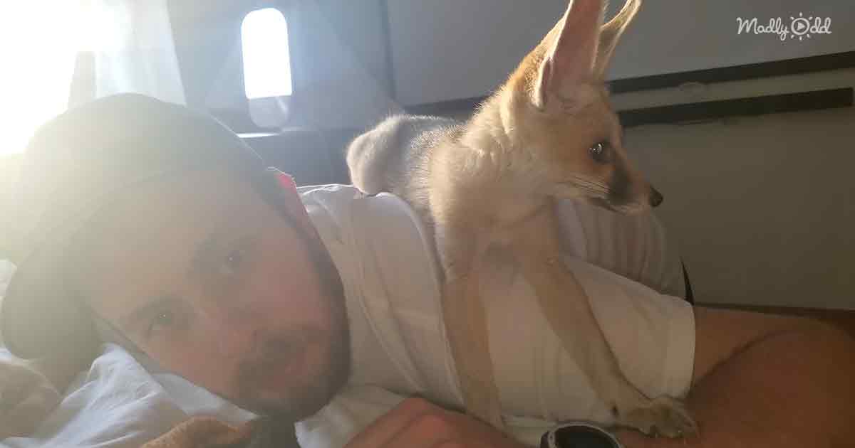 Pet fox and human dad