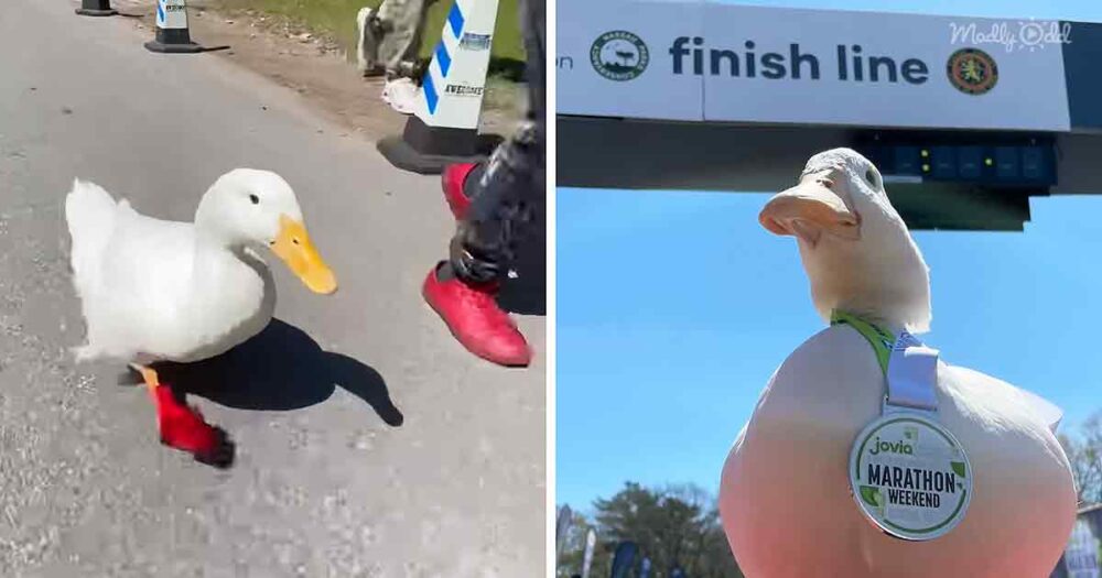 Duck running marathon