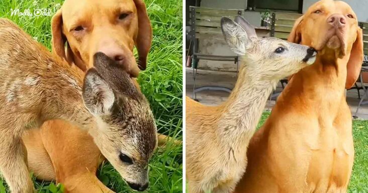 Dog and fawn
