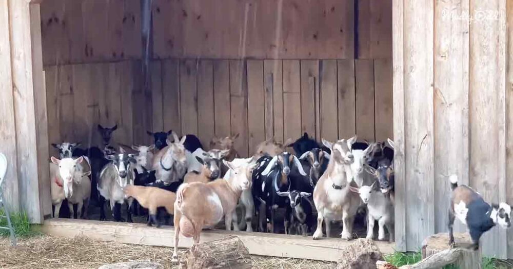 Goats and their kids