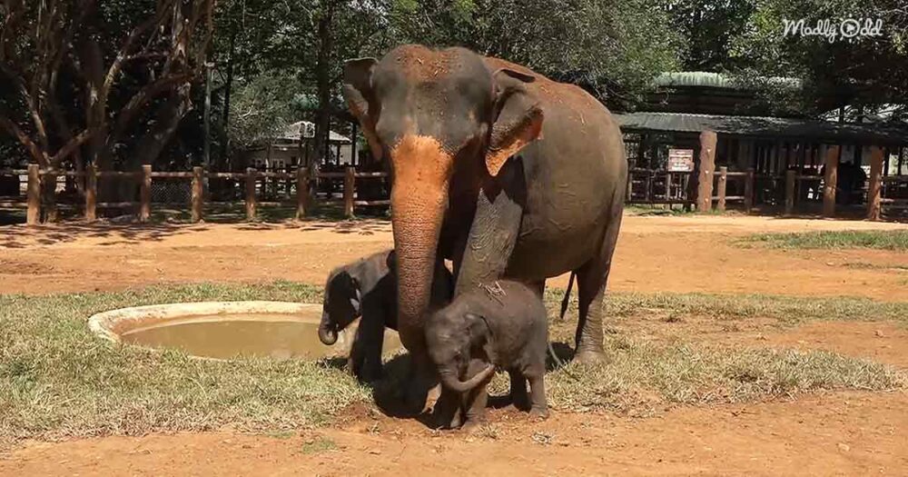Twin baby elephants and their mother