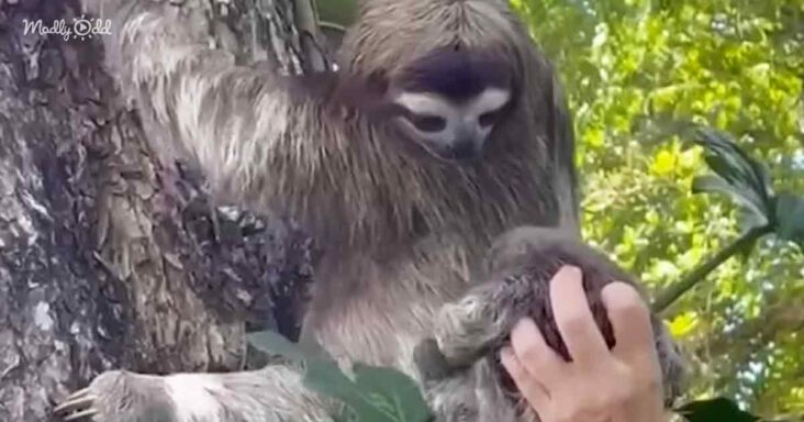 Woman reunites baby sloth with mama