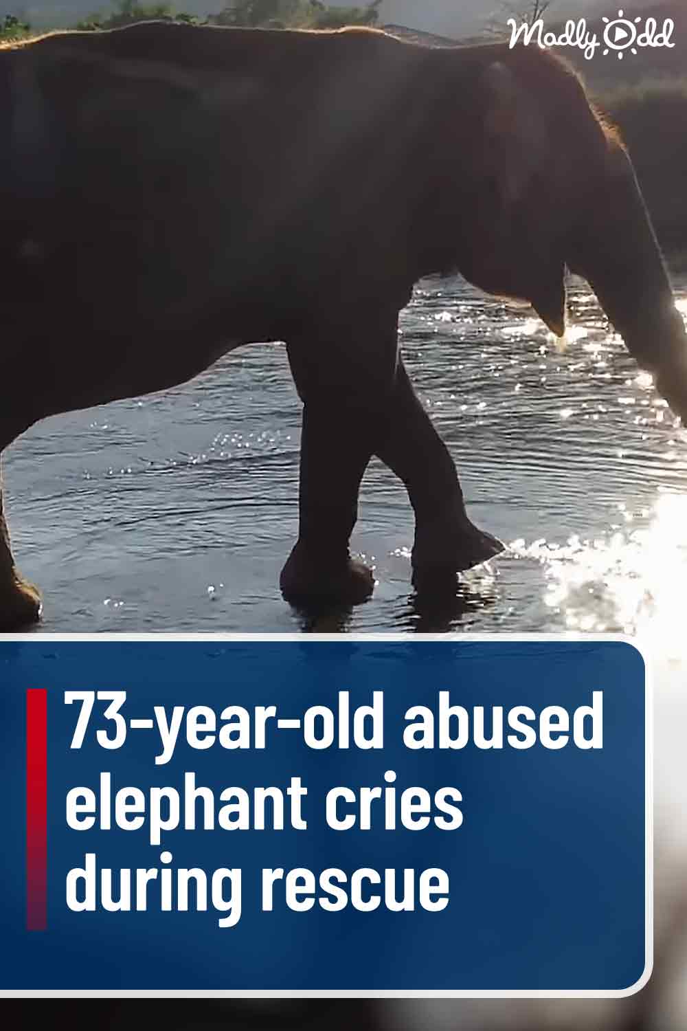 73-year-old abused elephant cries during rescue