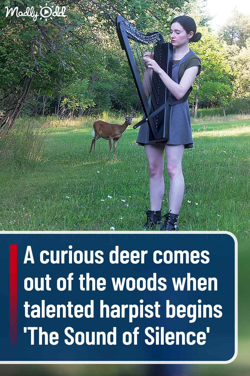A curious deer comes out of the woods when talented harpist begins \'The Sound of Silence\'
