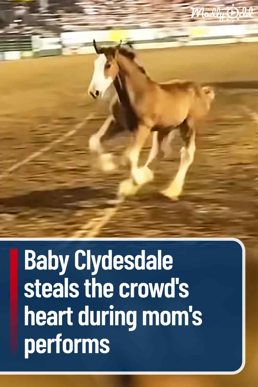 Baby Clydesdale steals the crowd\'s heart during mom\'s performs