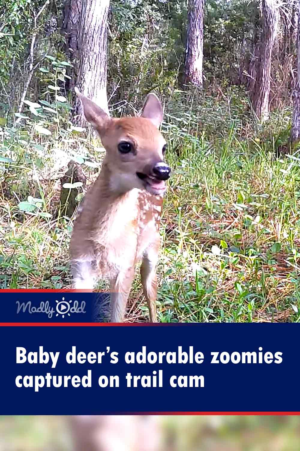 Baby deer’s adorable zoomies captured on trail cam